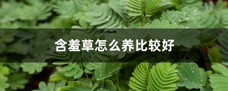 含羞草怎么养比较好 含羞草怎么养比较好