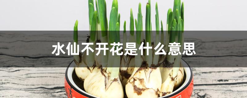 水仙不开花是什么意思