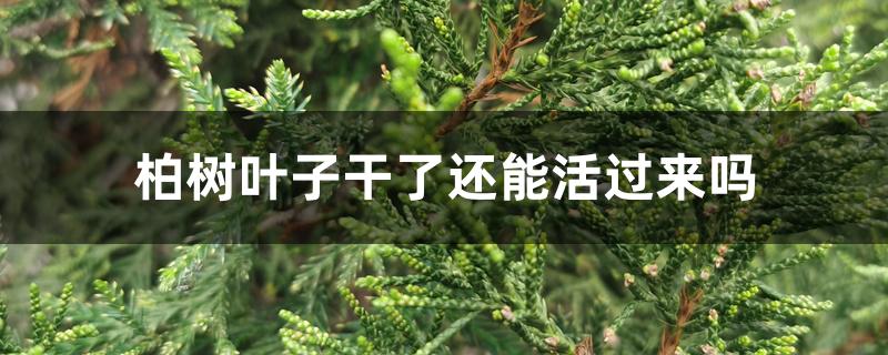 柏树叶子干了还能活过来吗 柏树叶子干了还能活过来吗