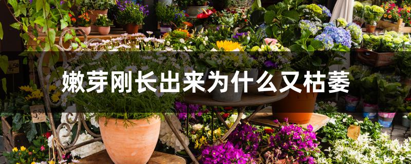 嫩芽刚长出来为什么又枯萎 嫩芽刚长出来为什么又枯萎