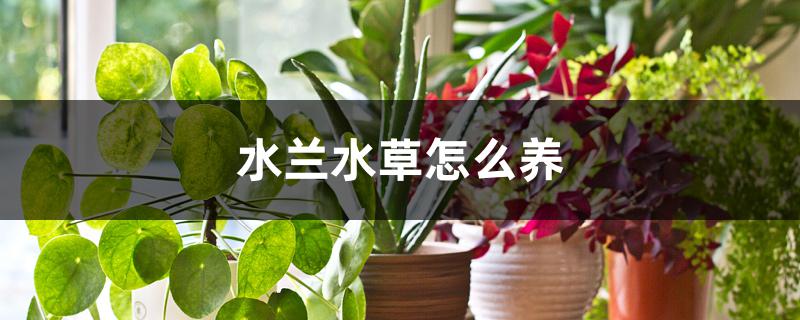 水兰水草怎么养