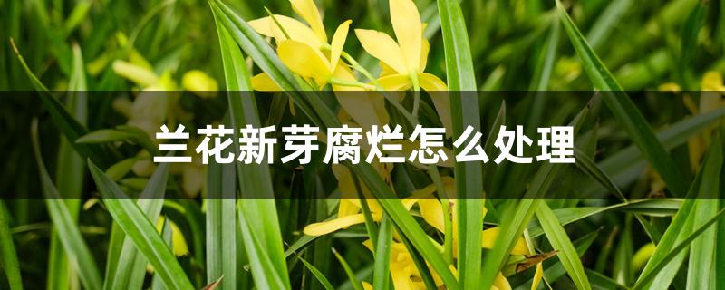 兰花新芽腐烂怎么处理 兰花新芽腐烂怎么处理