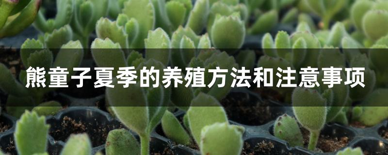熊童子夏季的养殖方法和注意事项 熊童子夏季的养殖方法和注意事项