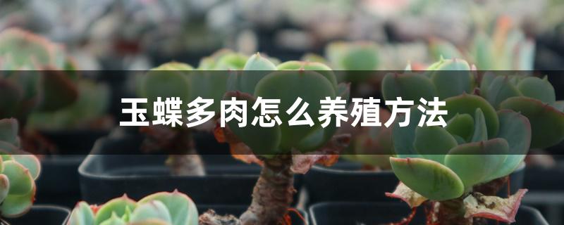 玉蝶多肉怎么养殖方法 玉蝶多肉怎么养殖方法