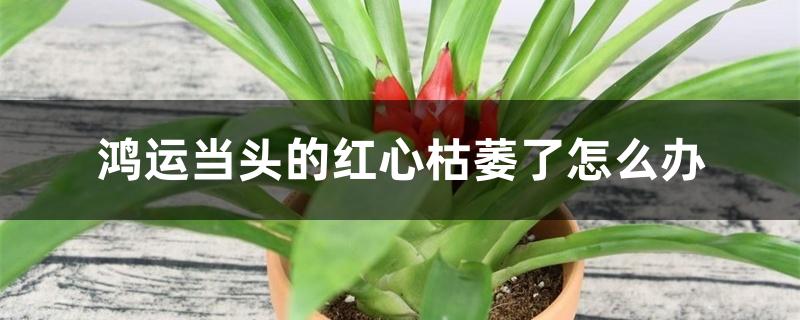 鸿运当头的红心枯萎了怎么办 鸿运当头的红心枯萎了怎么办