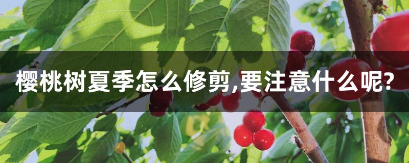 樱桃树夏季怎么修剪,要注意什么呢?