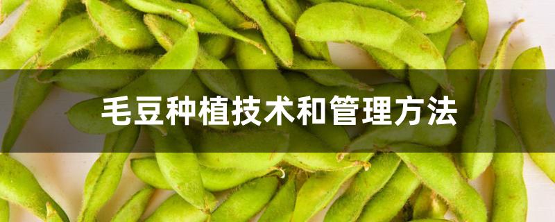 毛豆种植技术和管理方法 毛豆种植技术和管理方法