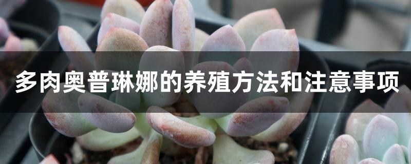 多肉奥普琳娜的养殖方法和注意事项 多肉奥普琳娜的养殖方法和注意事项