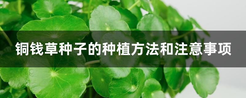 铜钱草种子的种植方法和注意事项
