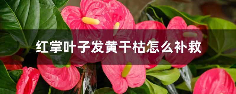 红掌叶子发黄干枯怎么补救 红掌叶子发黄干枯怎么补救