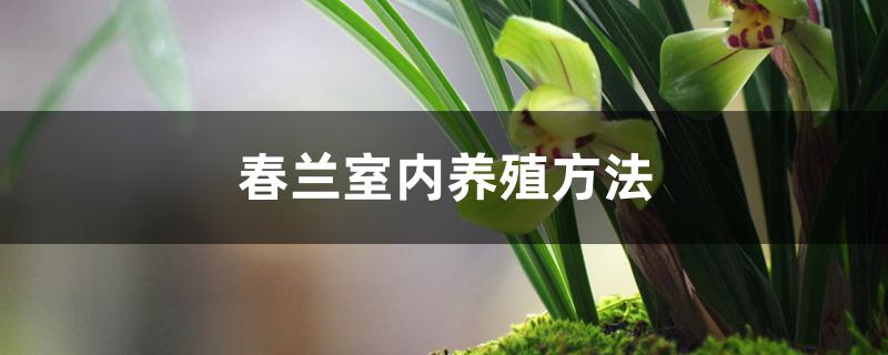 春兰室内养殖方法 春兰室内养殖方法