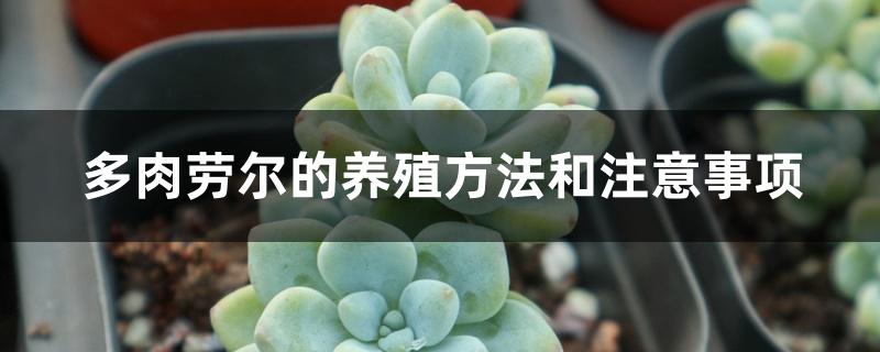 多肉劳尔的养殖方法和注意事项 多肉劳尔的养殖方法和注意事项