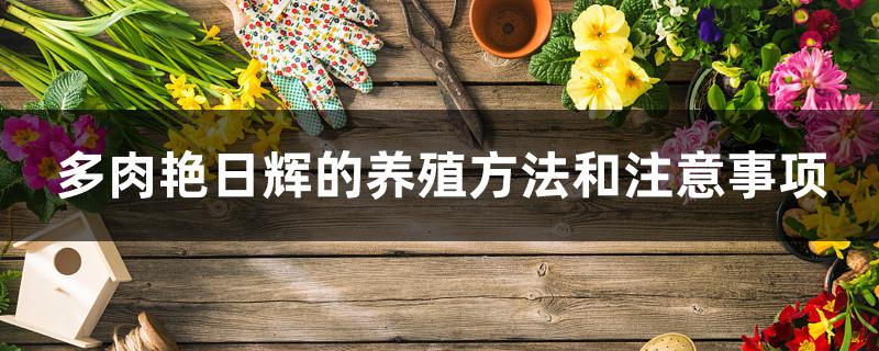 多肉艳日辉的养殖方法和注意事项 多肉艳日辉的养殖方法和注意事项