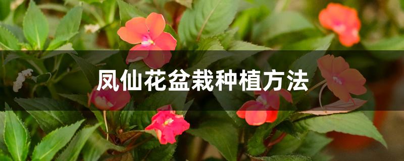 凤仙花盆栽种植方法 凤仙花盆栽种植方法