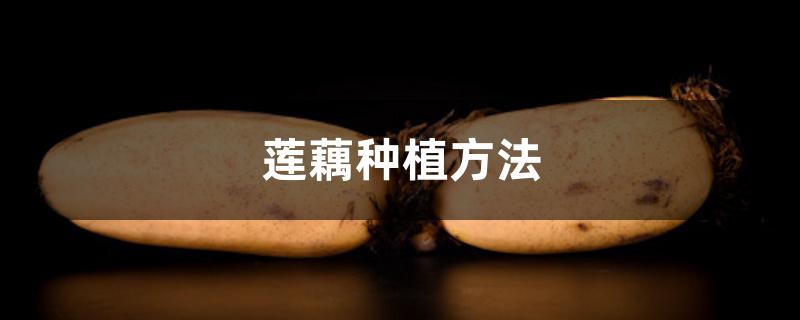 莲藕种植方法 莲藕种植方法