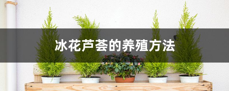 冰花芦荟的养殖方法 冰花芦荟的养殖方法