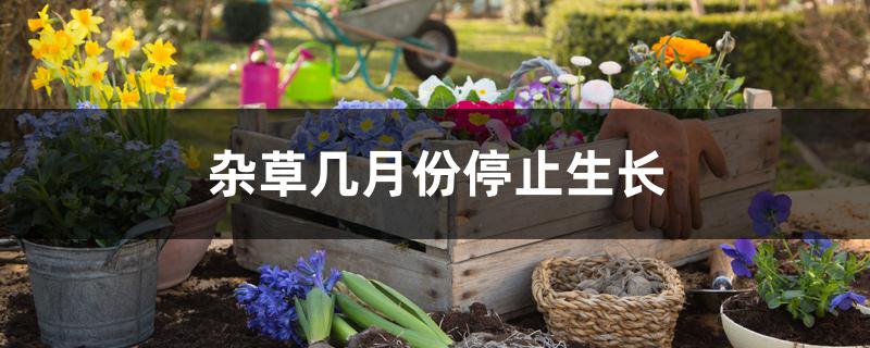 杂草几月份停止生长