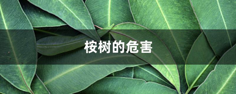 桉树的危害 桉树的危害