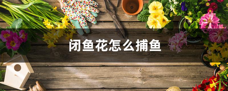 闭鱼花怎么捕鱼 闭鱼花怎么捕鱼