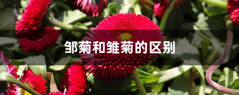 邹菊和雏菊的区别 邹菊和雏菊的区别