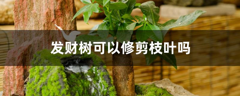 发财树可以修剪枝叶吗 发财树可以修剪枝叶吗