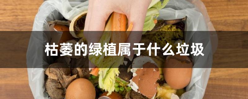 枯萎的绿植属于什么垃圾 枯萎的绿植属于什么垃圾