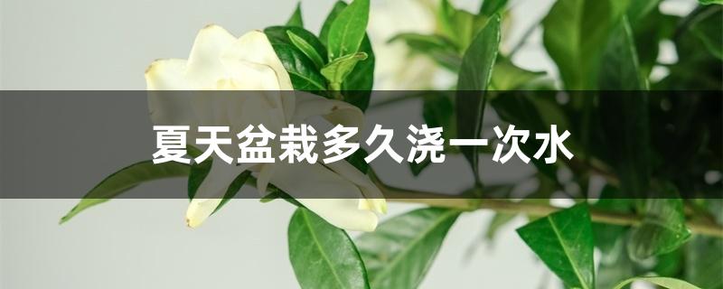 夏天盆栽多久浇一次水