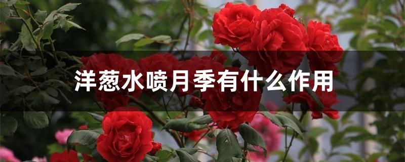 洋葱水喷月季有什么作用 洋葱水喷月季有什么作用