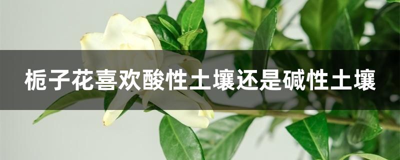栀子花喜欢酸性土壤还是碱性土壤 栀子花喜欢酸性土壤还是碱性土壤