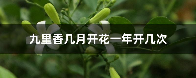 九里香几月开花一年开几次