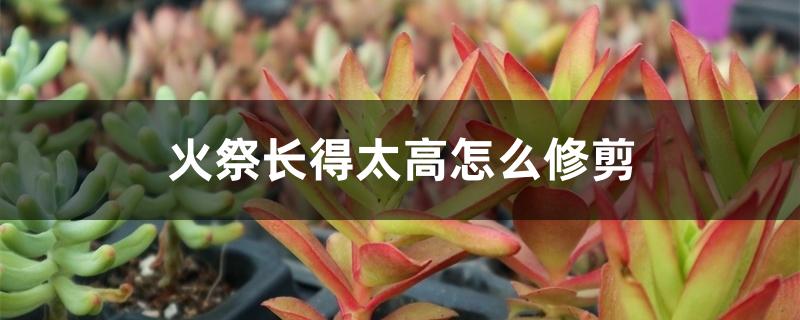 火祭长得太高怎么修剪 火祭长得太高怎么修剪