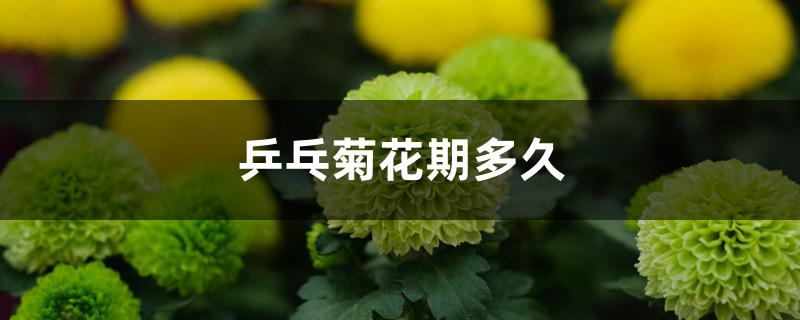 乒乓菊花期多久 乒乓菊花期多久