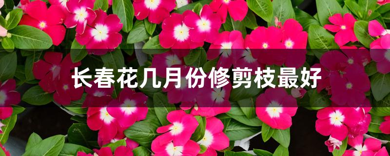 长春花几月份修剪枝最好 长春花几月份修剪枝最好