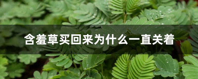 含羞草买回来为什么一直关着 含羞草买回来为什么一直关着