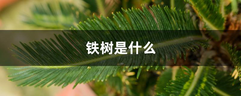 铁树是什么 铁树是什么