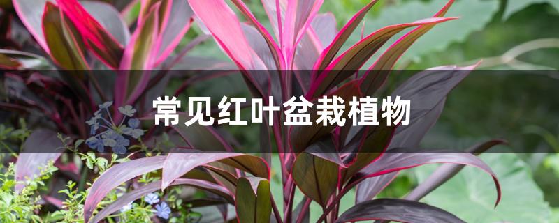 常见红叶盆栽植物 常见红叶盆栽植物
