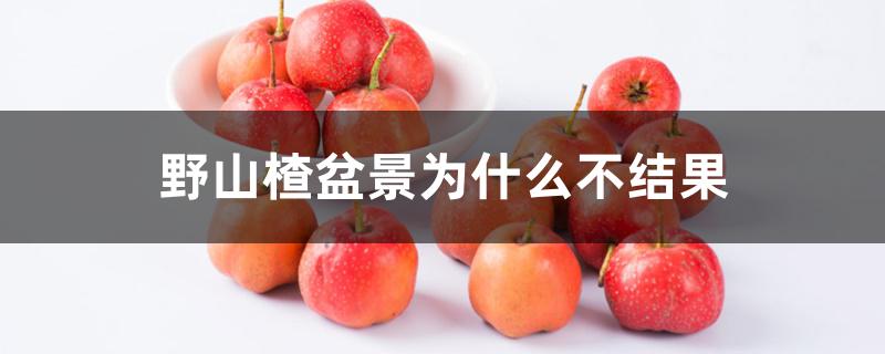 野山楂盆景为什么不结果 野山楂盆景为什么不结果