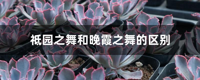 祗园之舞和晚霞之舞的区别 祗园之舞和晚霞之舞的区别