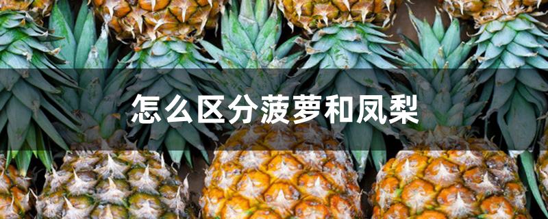 怎么区分菠萝和凤梨 怎么区分菠萝和凤梨