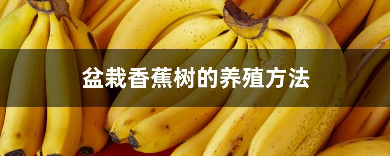 盆栽香蕉树的养殖方法 盆栽香蕉树的养殖方法