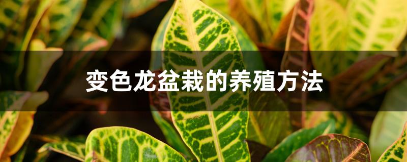 变色龙盆栽的养殖方法 变色龙盆栽的养殖方法