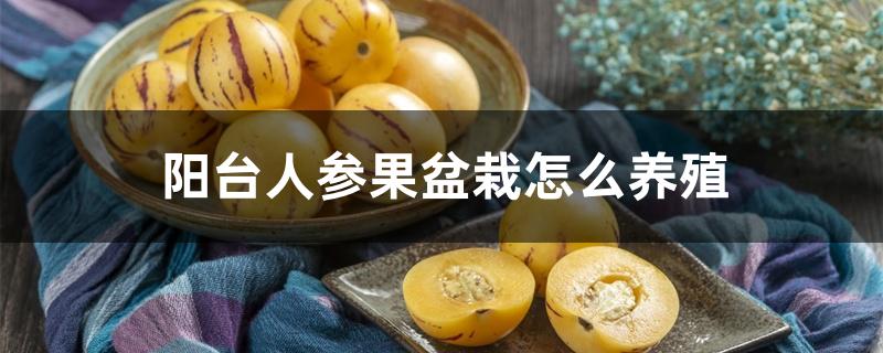 阳台人参果盆栽怎么养殖