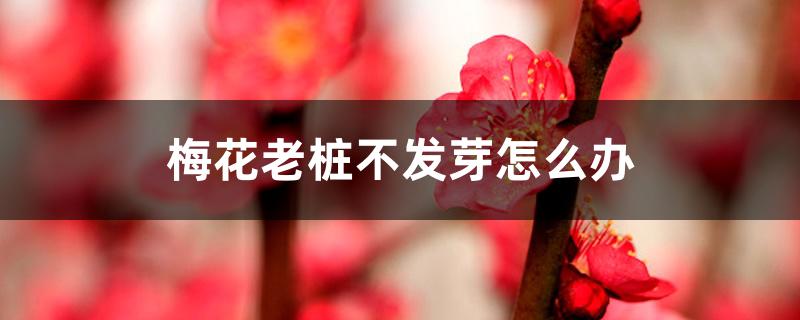 梅花老桩不发芽怎么办 梅花老桩不发芽怎么办