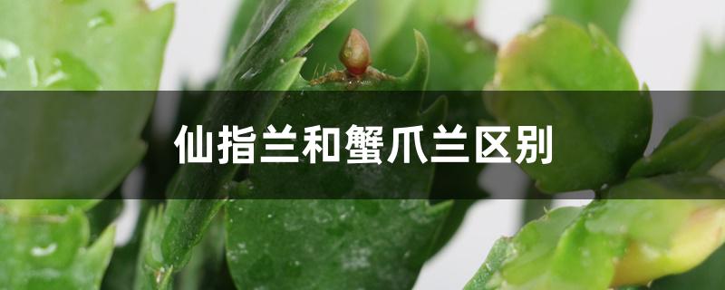 仙指兰和蟹爪兰区别 仙指兰和蟹爪兰区别