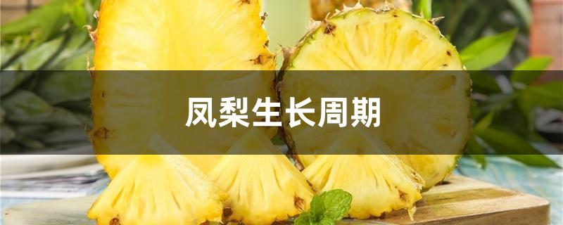 凤梨生长周期 凤梨生长周期