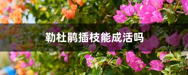 勒杜鹃插枝能成活吗 勒杜鹃插枝能成活吗