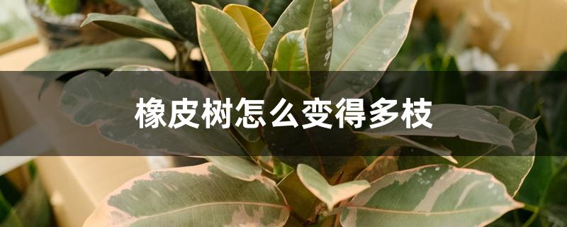 橡皮树怎么变得多枝 橡皮树怎么变得多枝