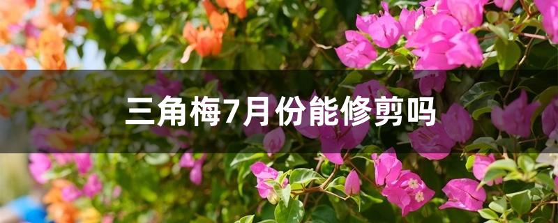 三角梅7月份能修剪吗 三角梅7月份能修剪吗