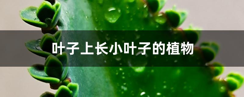 叶子上长小叶子的植物 叶子上长小叶子的植物