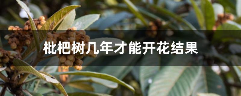 枇杷树几年才能开花结果 枇杷树几年才能开花结果